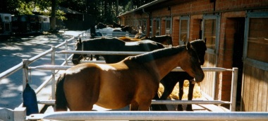 Paddocks